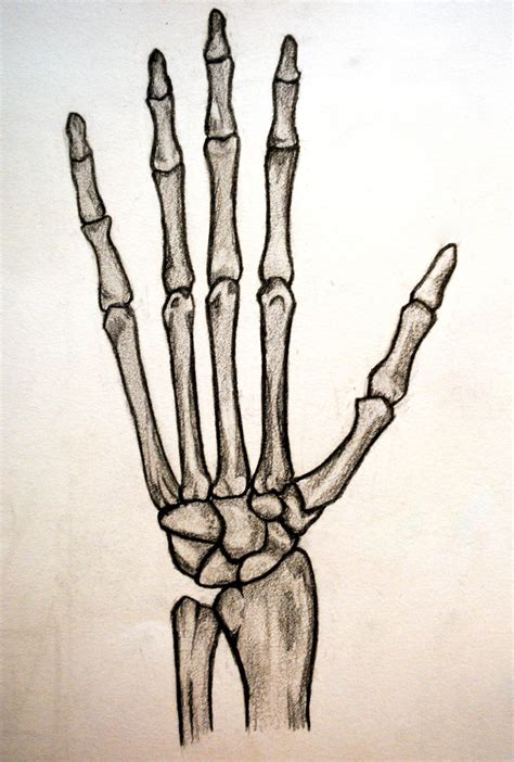 Finish the ribs and spine. . Draw a skeleton hand